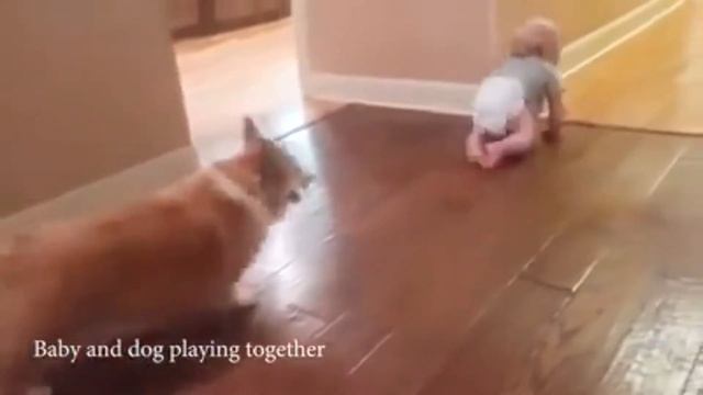 Подборка смешных роликов о дружбе собак и младенцев. Funny videos about dogs, playing with babies. смотреть онлайн