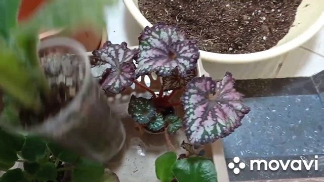 Влог. Будни цветовода. Комнатные цветы, обработка, полив, пересадка. смотреть онлайн