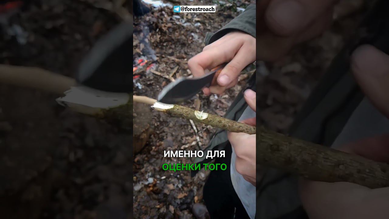 ПАЛКА ОПРЕДЕЛЯЮЩАЯ ХОРОШИЙ НОЖ! #выживание #бушкрафт #bushcraft #knife #нож #survival #forest смотреть онлайн