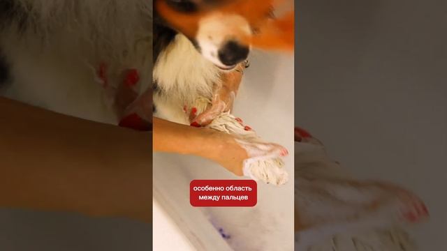 Важно! Рассказываем, как защитить лапы собаки от покраснений смотреть онлайн
