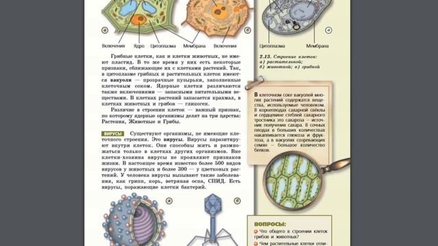 Биология (Л.Н.Сухорукова) 5-6к §17 Строение клеток растений, животных и грибов. Вирусы. смотреть онлайн