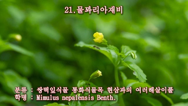 북해도/대설산 야생화 41종/야생화도감/쿠로다케/아사히다케 (北海道 大雪山 黒岳～旭岳) /구름재/엄광주/비발디 사계 '여름' - 클라라 주미 강 & 드레스덴슈타츠카펠 смотреть онлайн