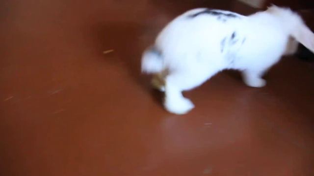 Попытка погладить кролика смотреть онлайн