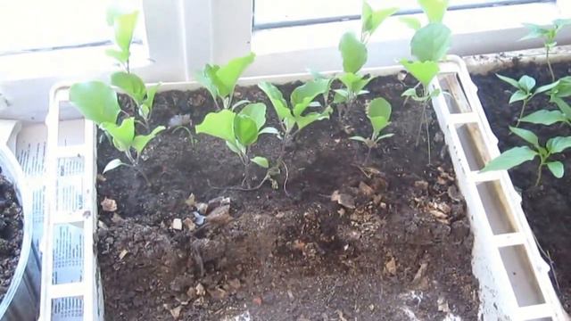 Видео обзор рассады перцев и баклажанов после пикировки. смотреть онлайн
