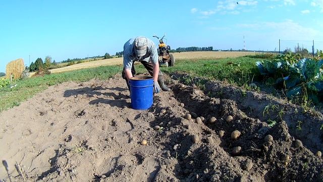 Раз картошка, два картошка.... Сорт Венета (Винета) смотреть онлайн