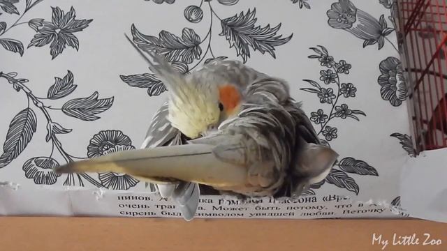 Милый Попугайчик Корелла Зевает и Красуется // The Cutest Cockatiel Yawns And Shows His Wings смотреть онлайн