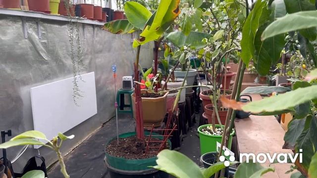 Теплиця для цитрусів та екзотів у березні 2023 р. , огляд , частина 1 ?????? смотреть онлайн