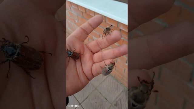 Майские жуки. смотреть онлайн