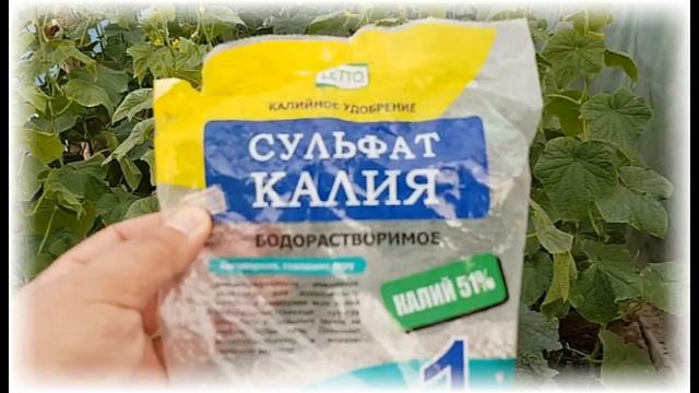 Когда подкармливать грушу, весной или осенью смотреть онлайн