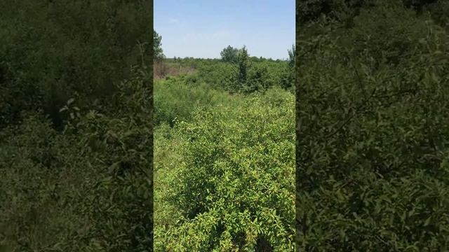 Звёздное - участок с самой высокой точки. смотреть онлайн