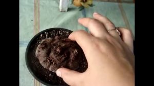 Цикламен (Cyclamen) Период покоя у цикламенов.  Уход.