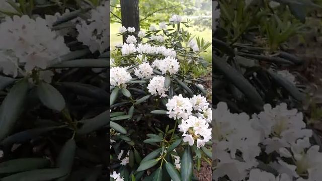 Рододендрон PETER TIGERSTEDT. смотреть онлайн