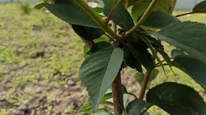 Летняя формировка черешни в год посадки.