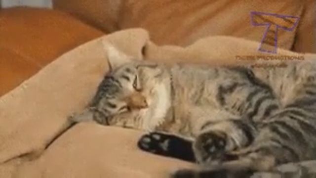 Когда приснилась что завтра понедельник.