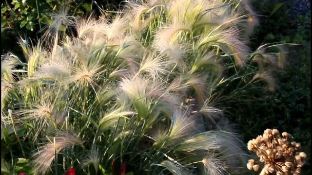 Сияющее чудо! Ячмень гривастый в ландшафте сада. смотреть онлайн