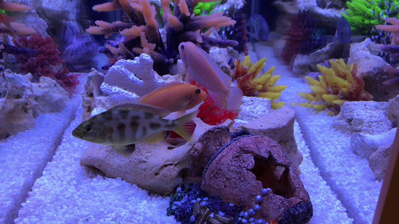 Пресноводное оформление "Псевдоморе" смотреть онлайн