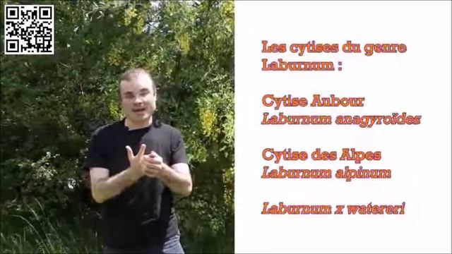 Laburnum anagyroïdes смотреть онлайн