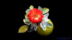 Лечебная музыка Баха, Улучшает Логическое Мышление, Память. Пробуждает Чувства.