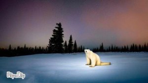 Белый медведь из 2026 года