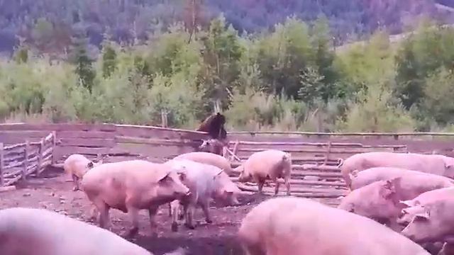 ЖЕСТЬ! Медведь рвёт свиней... смотреть онлайн