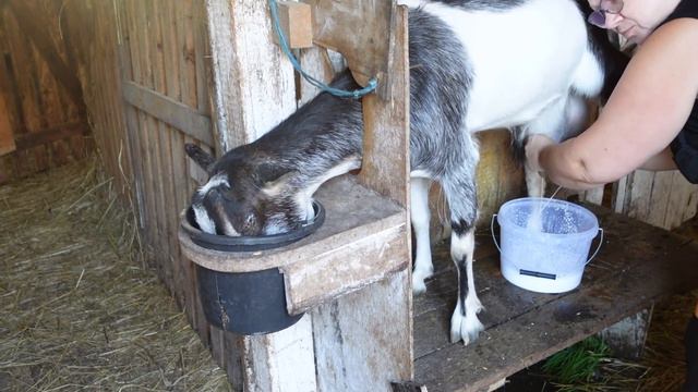 VLOG: Доим наших коз, много бабочек, наш цветник. Our goats, our flower garden. смотреть онлайн