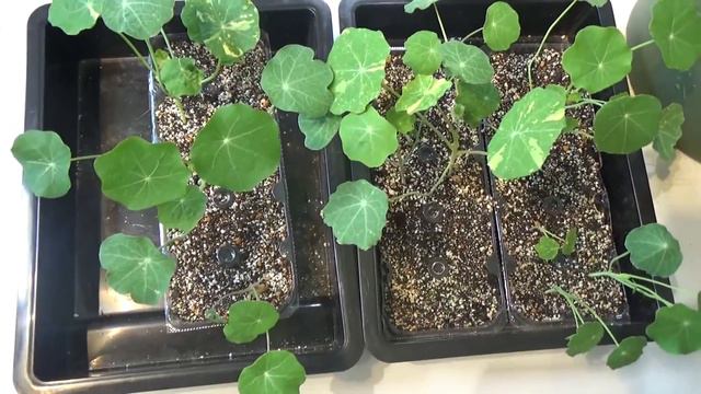 タネから育てるナスタチューム❢🌱How to grow Nasturtium from Seed🌱 смотреть онлайн