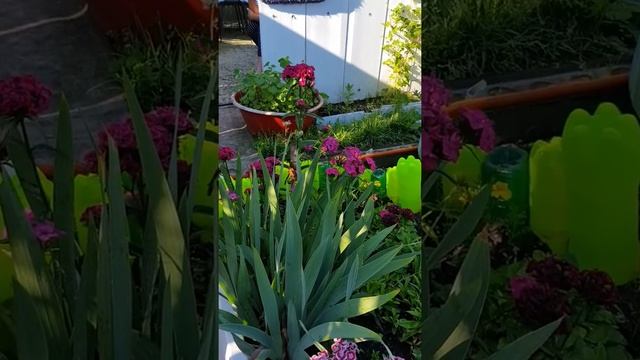 КОЛИБРИ на Сахалине 2017г