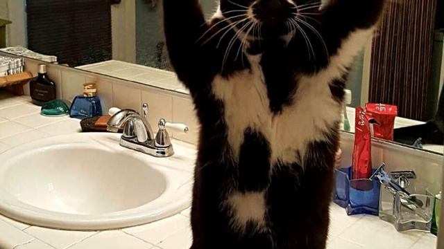 Чому людям варто повчитися у кiшок Why humans should learn from cats смотреть онлайн