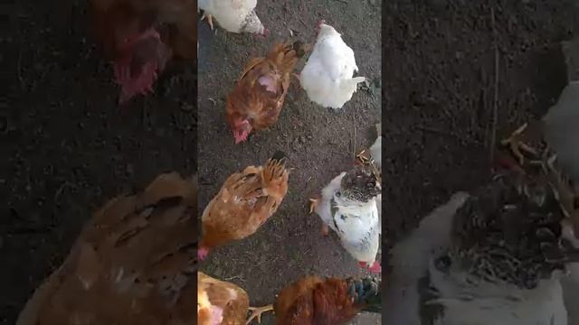 Забился зоб у курицы .что делать ? смотреть онлайн