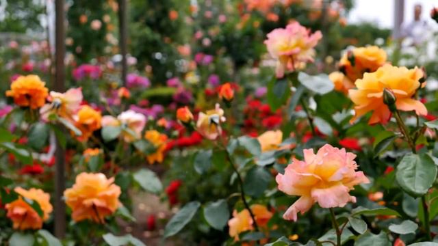 Королева цветов смотреть онлайн