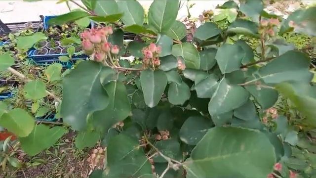 Ирга посадка и уход. Почему иргу нужно посадить в саду.