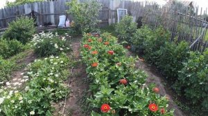 Что растёт в Сибири. Выращивание роз и винограда на даче.