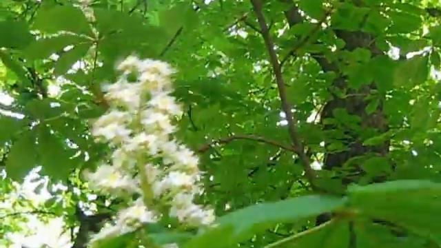 Цветущие каштаны.avi