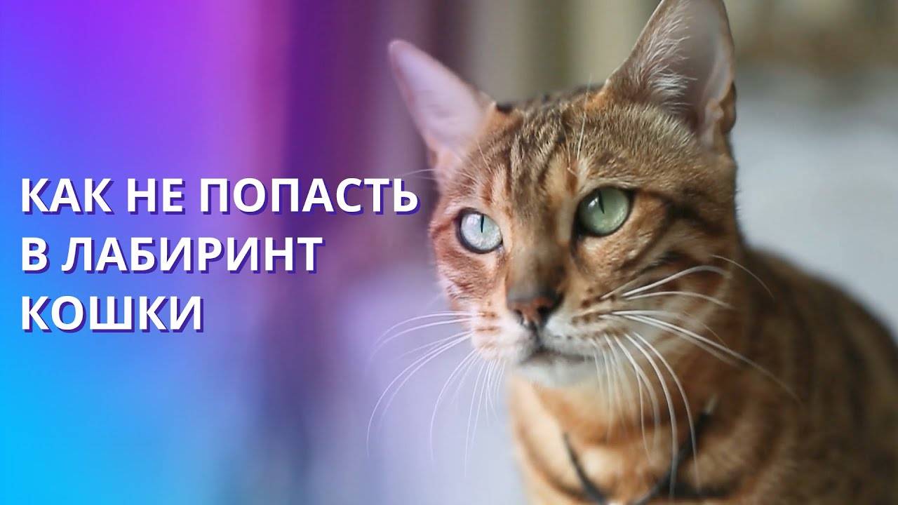 Образ кошки в нашей жизни. Значение кошек с точки зрения ритмологии. Женщины и кошки. смотреть онлайн