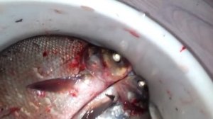 Кушать хочу,как быстро убить рыбу,чтоб не мучалась?