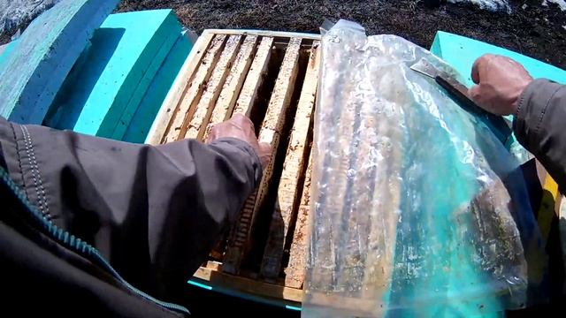 Бакфаст зимовка на улице,ревизия,ульи дадан ППС смотреть онлайн