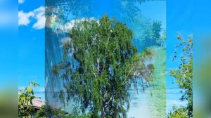 АЛЕКСАНДР ДЮМИН/СЕРГЕЙ ЕСЕНИН  –БЕЛАЯ БЕРЕЗА -ПЕСНИ ДЛЯ ДУШИ