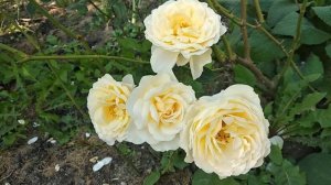 54. Роза Cream Abundance