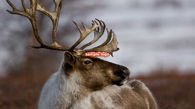 Моя презентация про оленей