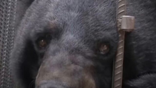 Семья усыновила собаку, но через два года выяснилось, что это не собака. смотреть онлайн