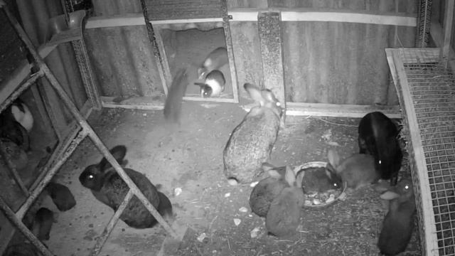 Крольчата не дают прохода крольчихе. Требуют молоко. смотреть онлайн