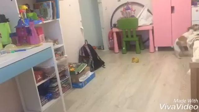 Тайная жизнь домашних животных (Джек Рассел терьер) смотреть онлайн