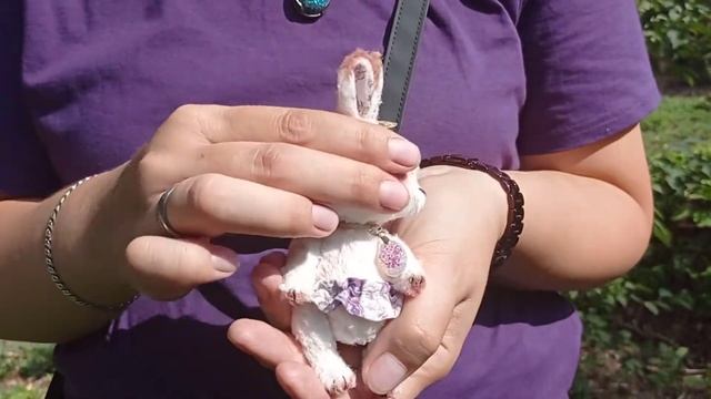 Зайка тедди с кулоном из опалов. Заяц тедди, друзья тедди смотреть онлайн