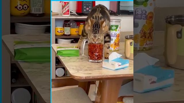 Вечно голодный и всеядный! 😄😆 смотреть онлайн