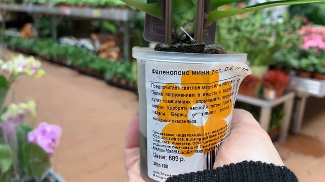 НОВЫЙ OBI в КАЗАНИ❗️Выбор и ассортимент ОРХИДЕЙ поражает? ВАНДА МИЛЬТОНИЯ КАМБРИЯ Ф. СИНГОЛО и мини смотреть онлайн