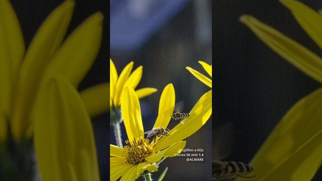 Цветы и осы #shorts