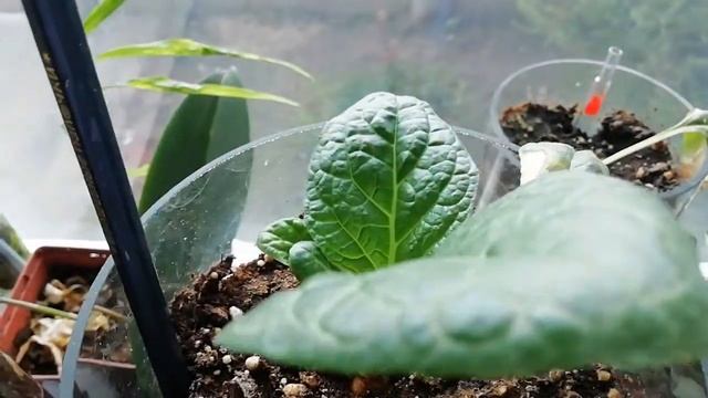 МАНДРАГОРА РАСТЕНИЕ #mandrake#мандрагора#магия #колдовство#руны#порча#WAZIFA#ЖЕНИНАИЗБА