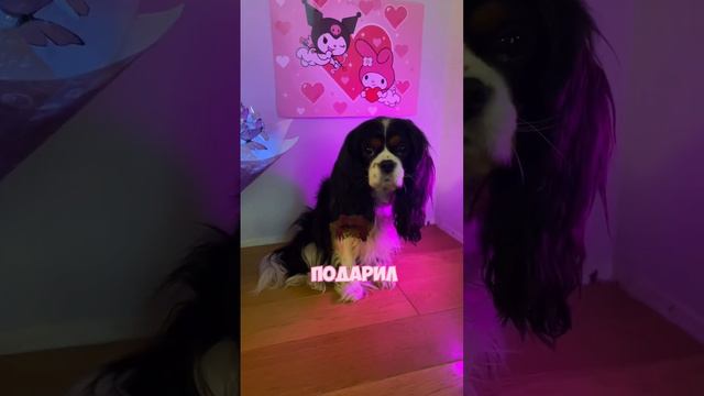 а вам что то подарили?🤔 #shortsvideo #video #funny #рек #животное #dog #видео #собака #likee #мило смотреть онлайн