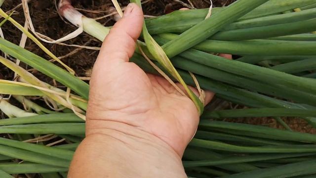 Не знаю,что и делать.И дёргать рано и дожди каждый день.Есть еще способы продлить созревание? смотреть онлайн