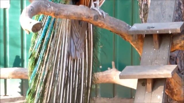 Цветение сакуры в Кременчуге, питомцы из Соснового сквера и лебеди в Городском Саду смотреть онлайн